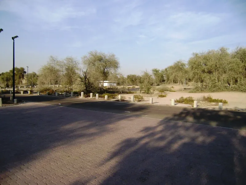 מגרש חול ועצים בפארק