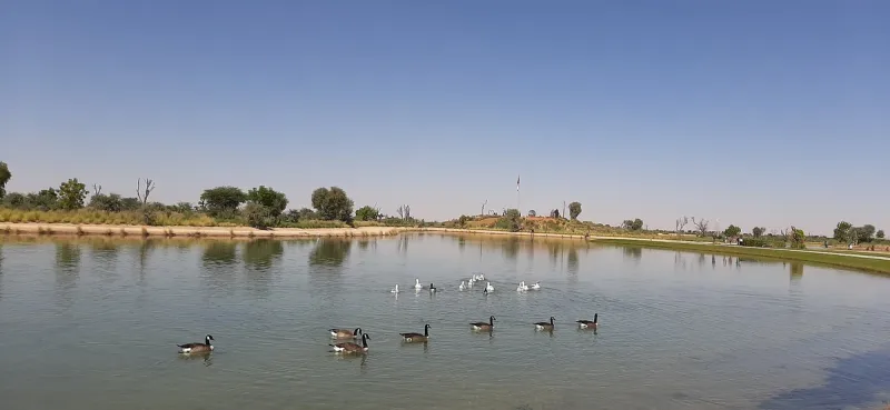 אגם עם עופות מים וקנים בשולי המדבר