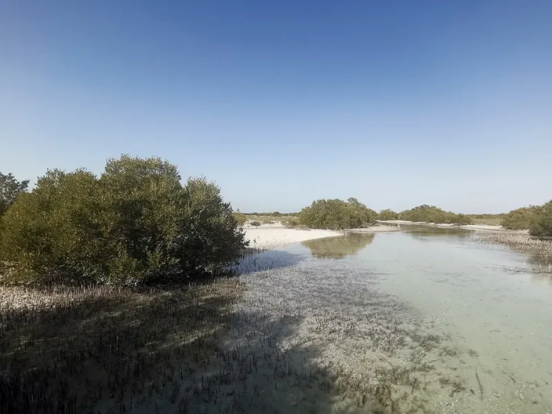 תעלת מים רדודה ושקטה בין שיחי מנגרוב ירוקים, שרטון חול בהיר וחסות ברקע